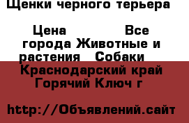 Щенки черного терьера › Цена ­ 35 000 - Все города Животные и растения » Собаки   . Краснодарский край,Горячий Ключ г.